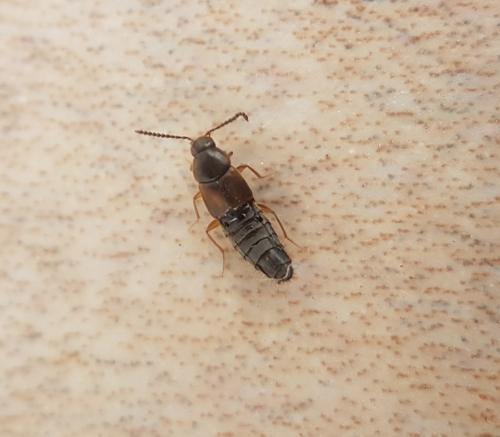 Oxypoda sp.